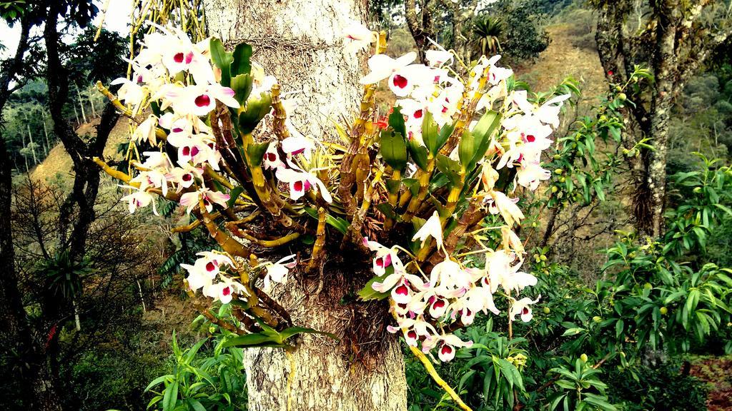 Pousada Amor Perfeito Visconde de Mauá Exterior foto